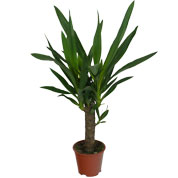 Yucca elephantipes 3